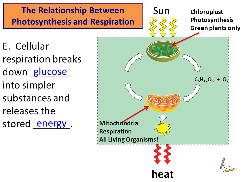 State the significance of photosynthesis and cellular respiration to all life